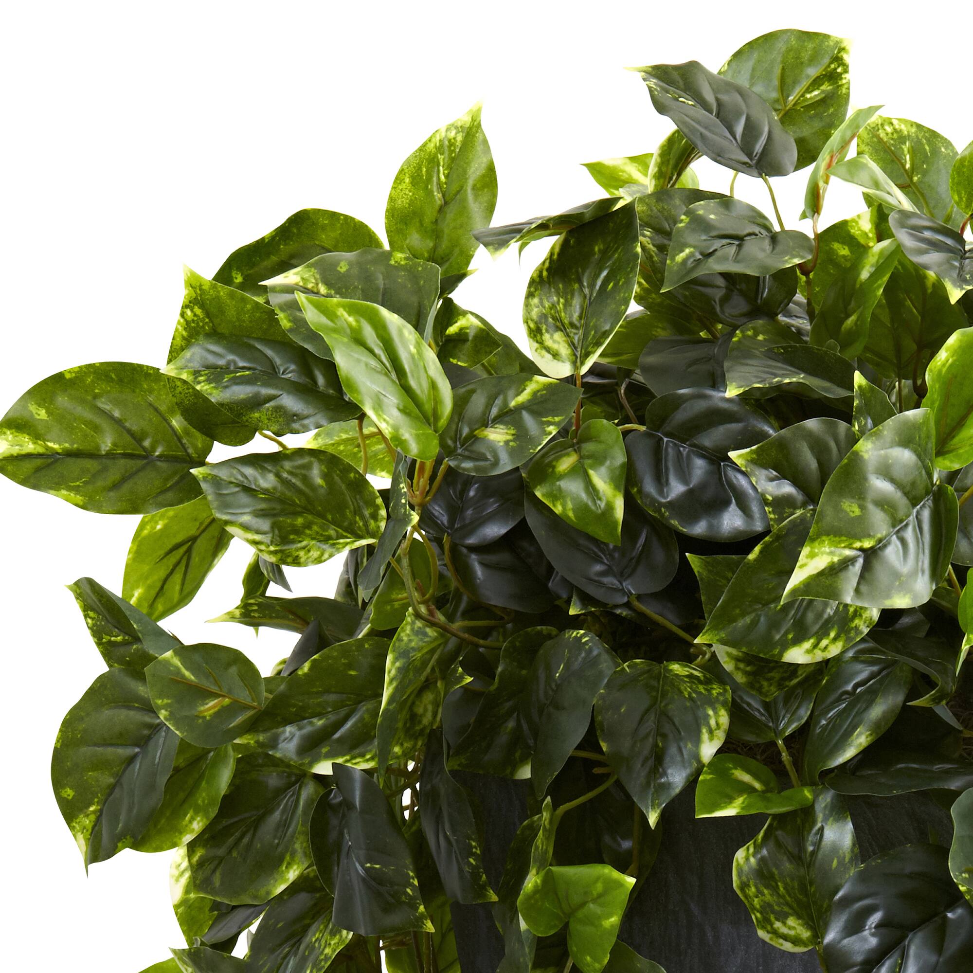 2.5ft. Hanging Pothos with Slate Planter